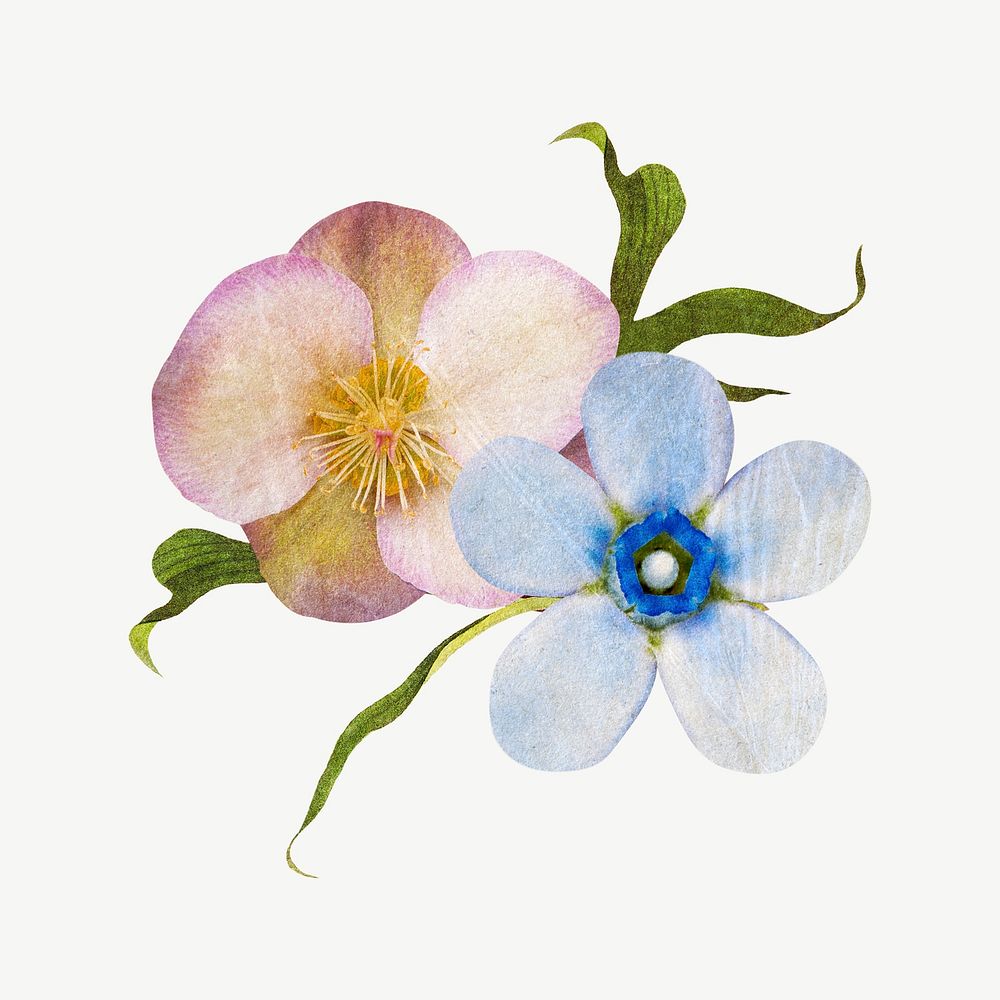 Pink hellebore & forget me not flower clipart psd