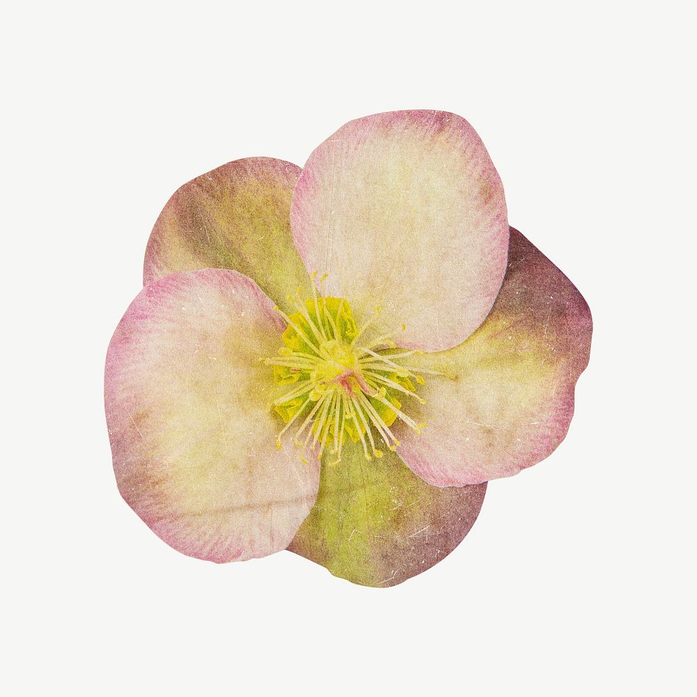 Pink hellebore flower clipart psd