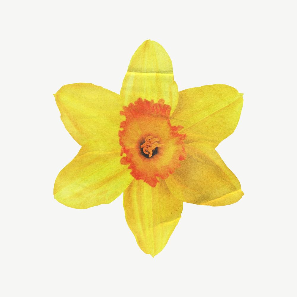Daffodil flower, Easter clipart psd
