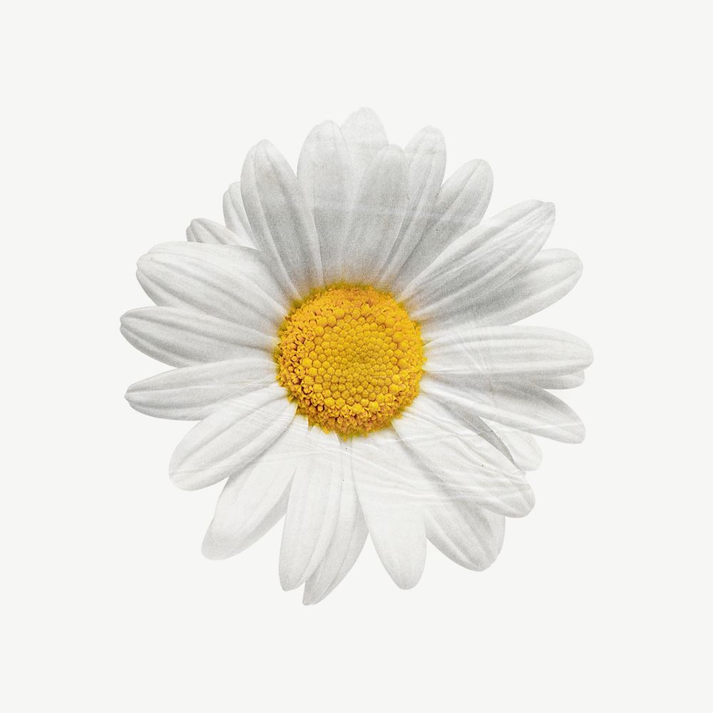 White daisy flower clipart psd