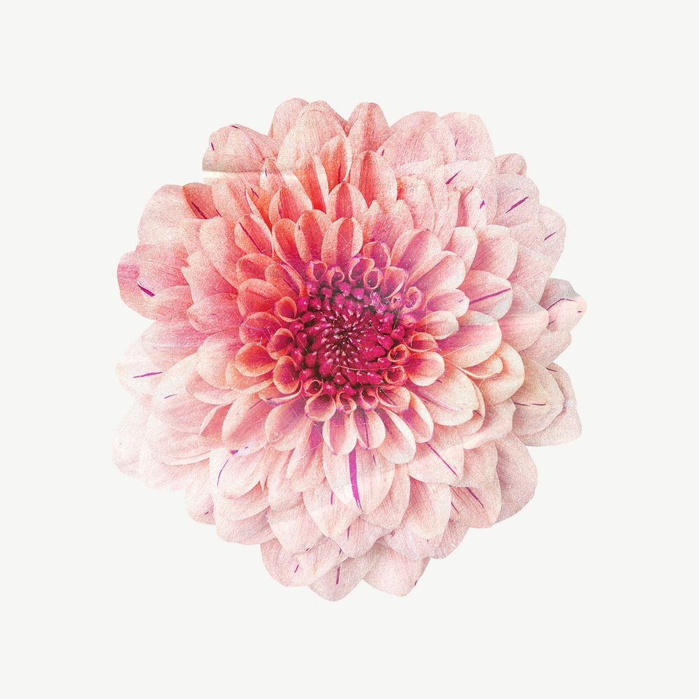 Pink chrysanthemum clipart psd