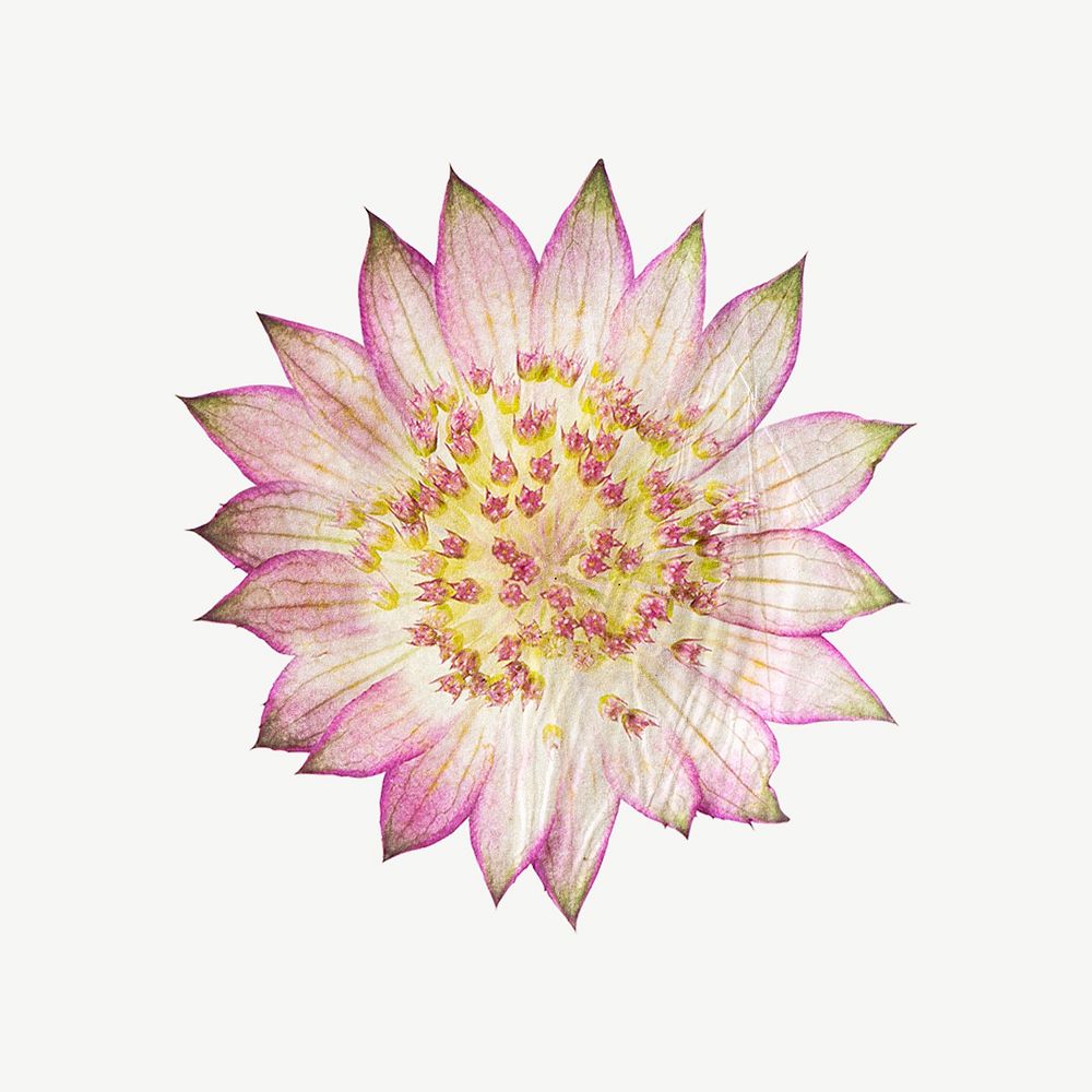 Pink masterwort flower clipart psd