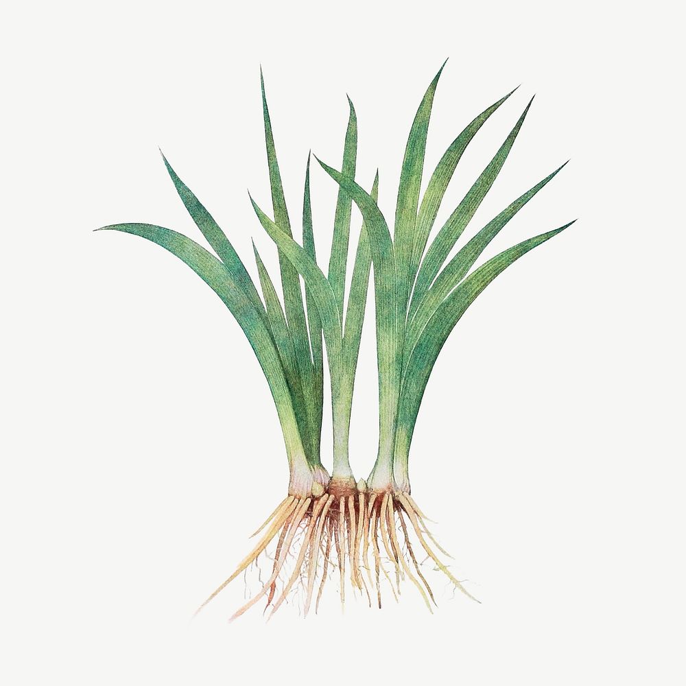 Spring onion grass, botanical collage element psd