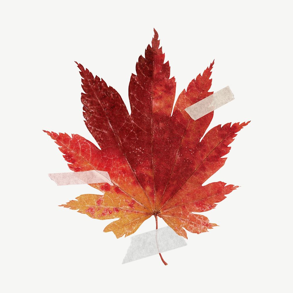 Autumn maple leaf botanical collage element psd