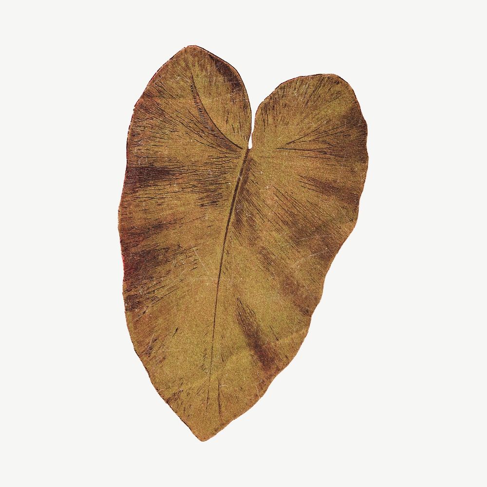 Elephant ear leaf botanical collage element psd