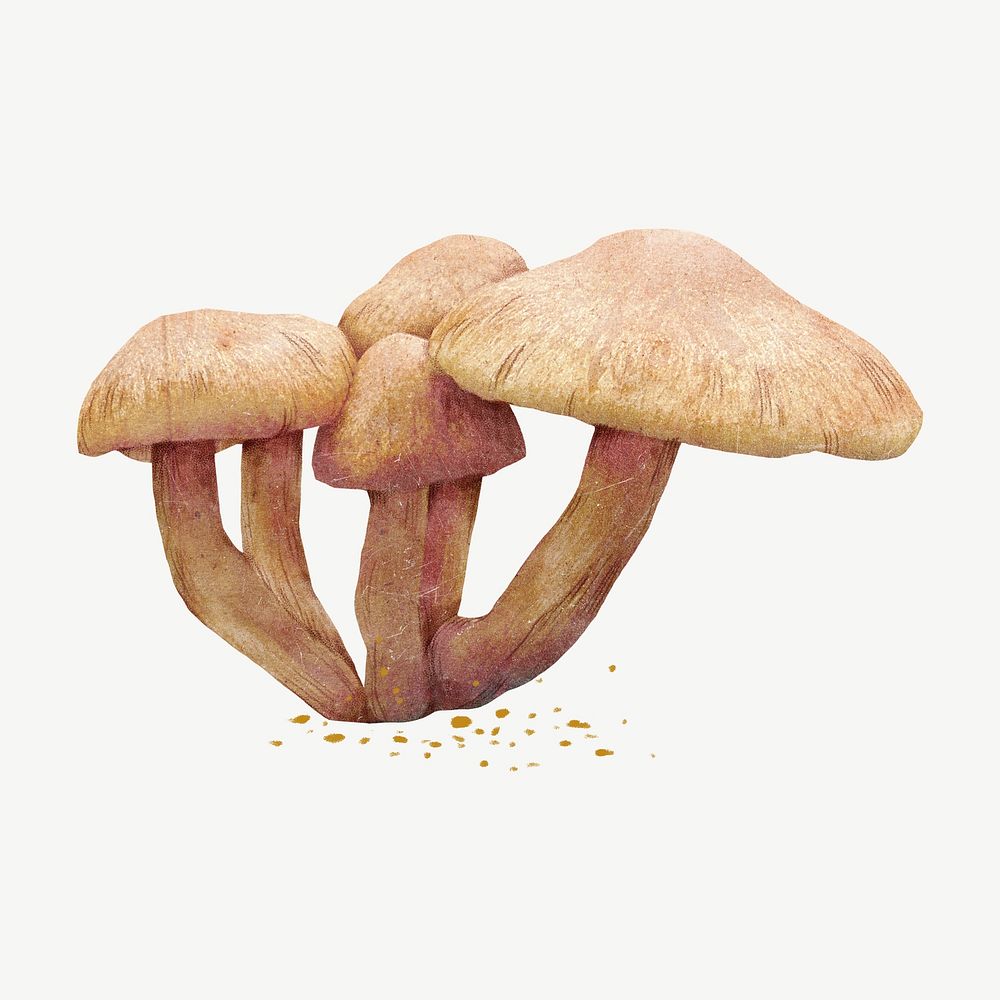 Wild mushroom, botanical collage element psd