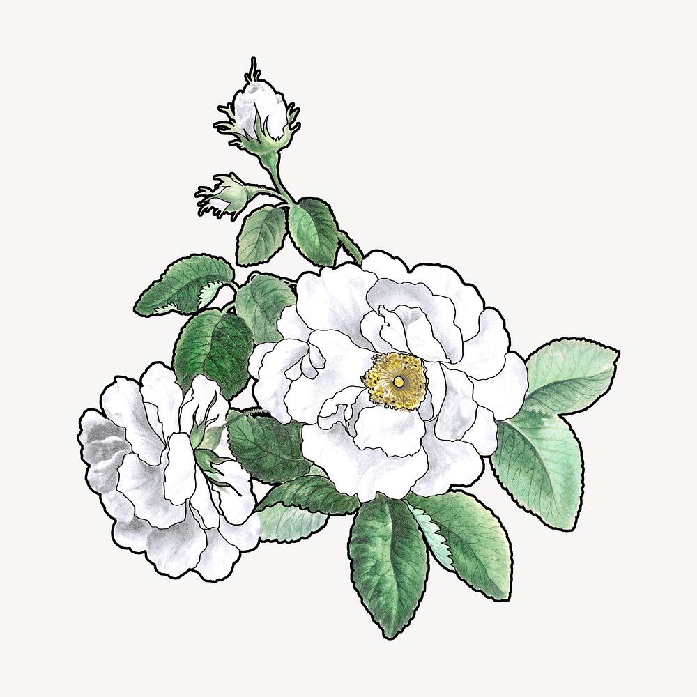White rose illustration, remixed by rawpixel
