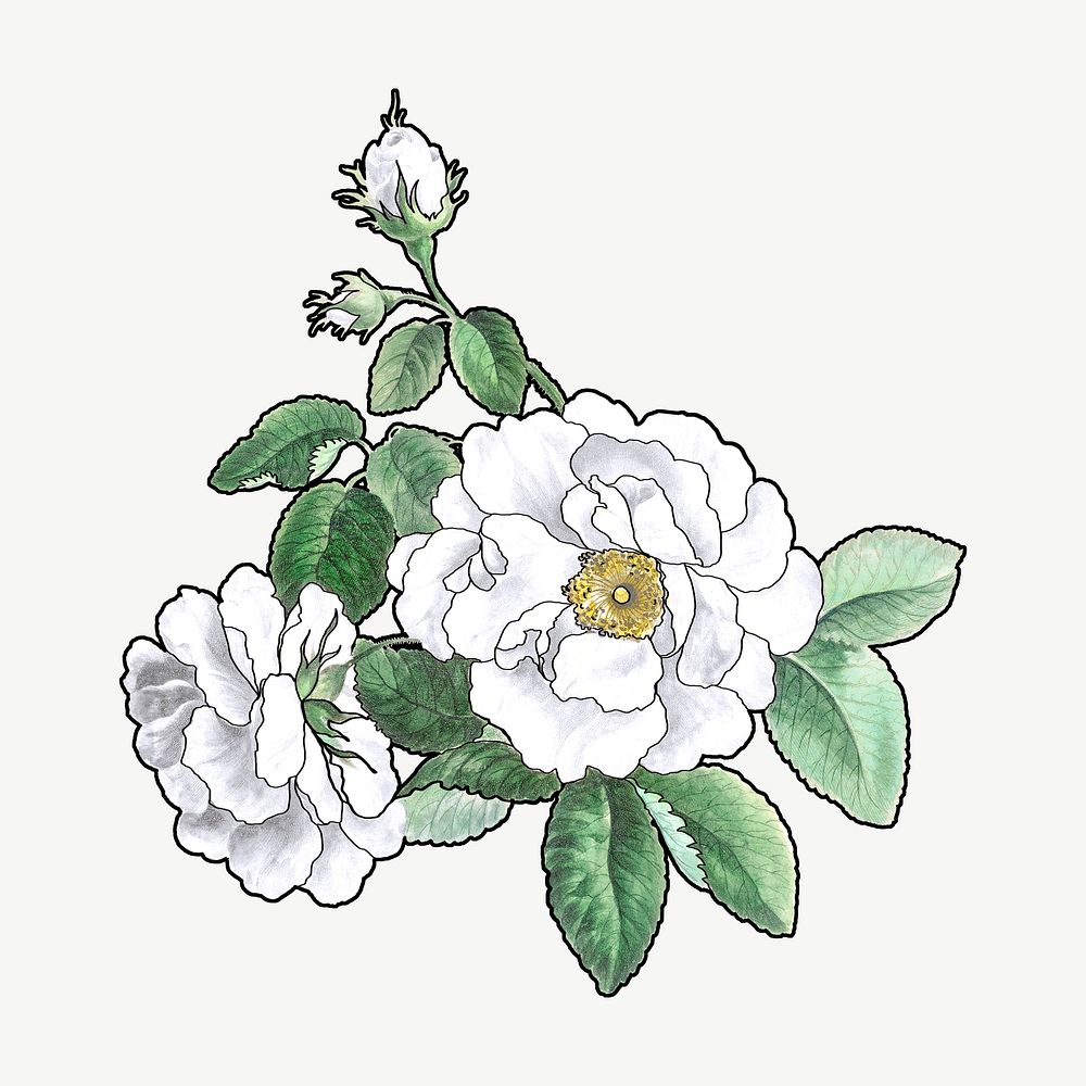White rose clipart psd, remixed by rawpixel
