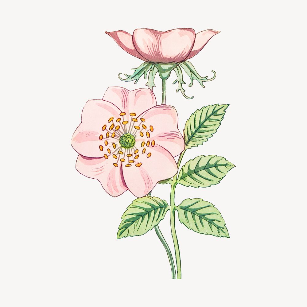 Pink wild rose illustration, remixed by rawpixel