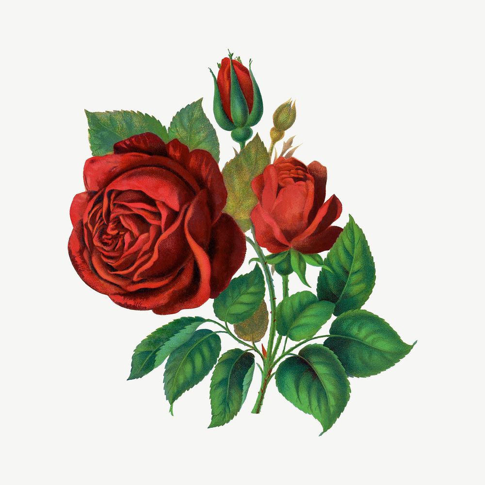 Red rose clipart psd, remixed by rawpixel