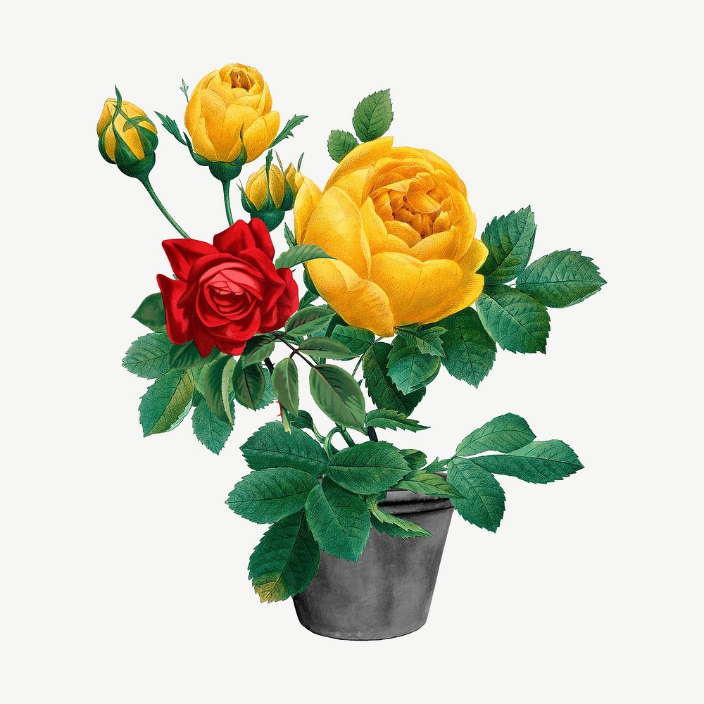 Roses clipart psd, remixed by rawpixel