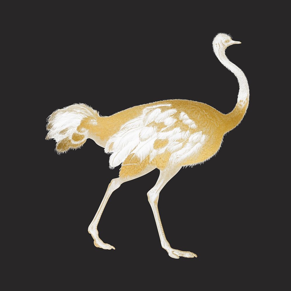 Gold ostrich, vintage animal illustration