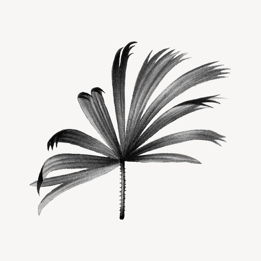 Black mangrove fan palm leaf illustration