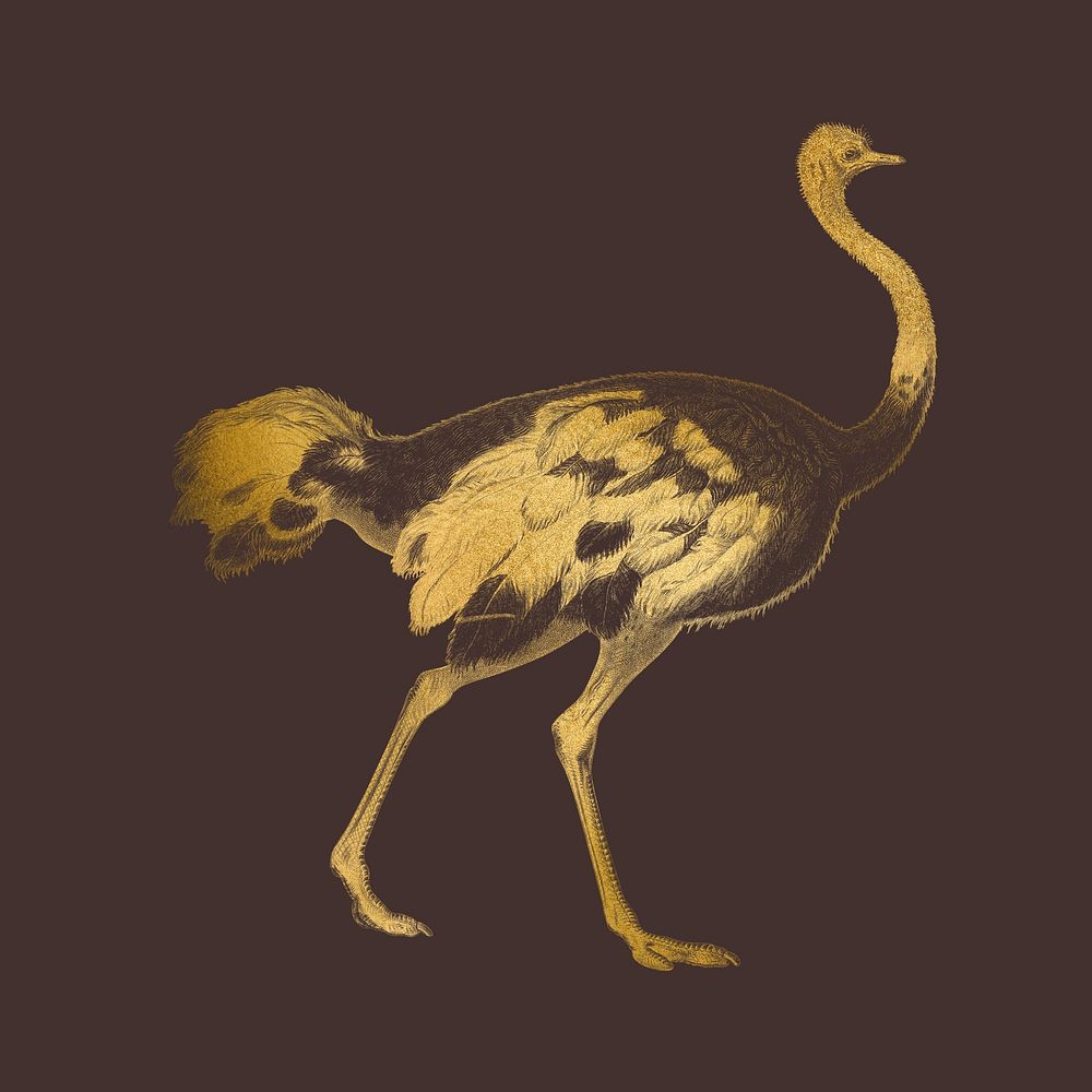 Gold ostrich, vintage animal illustration