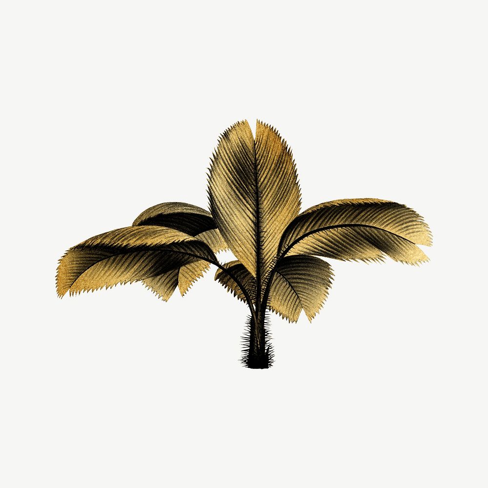 Palm tree, gold plant clipart psd