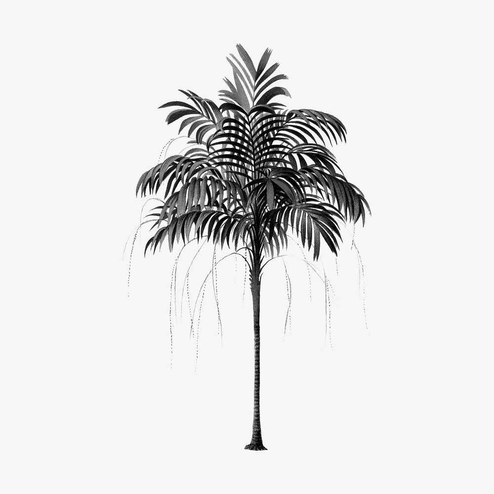 Aesthetic black palm tree drawing clipart psd
