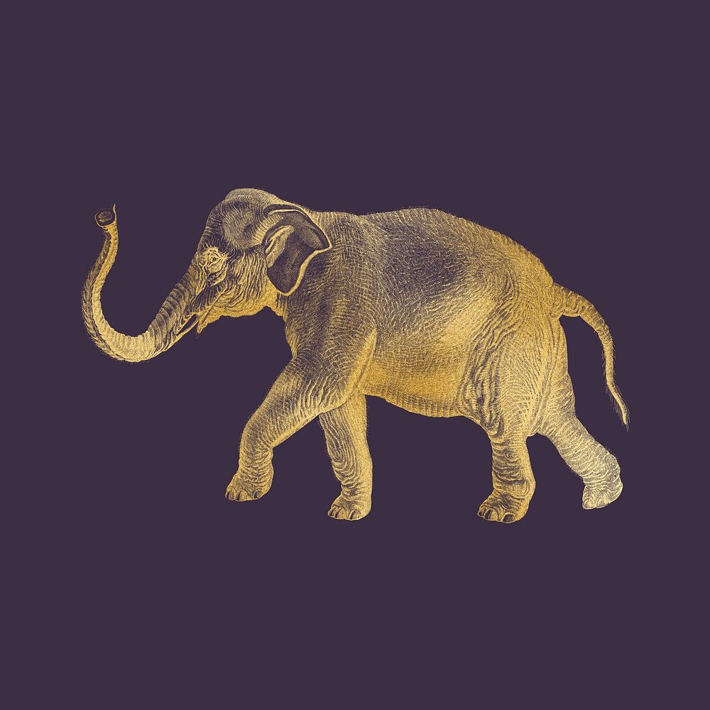 Gold elephant, vintage wildlife collage element