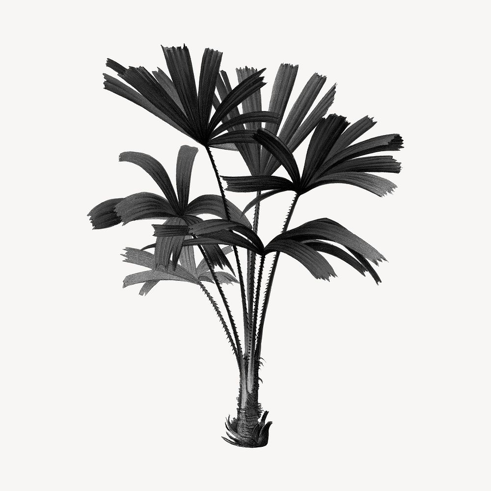 Black mangrove fan palm drawing, illustration