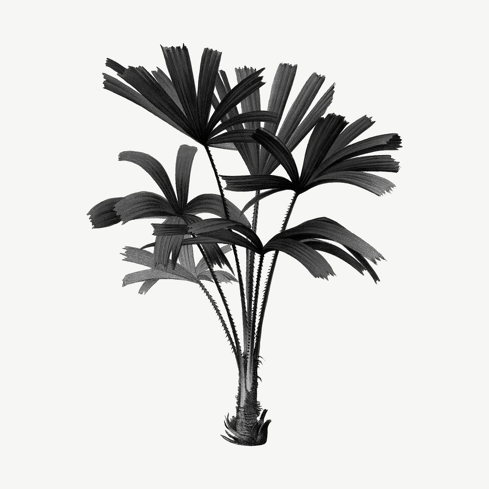 Black mangrove fan palm drawing, clipart psd