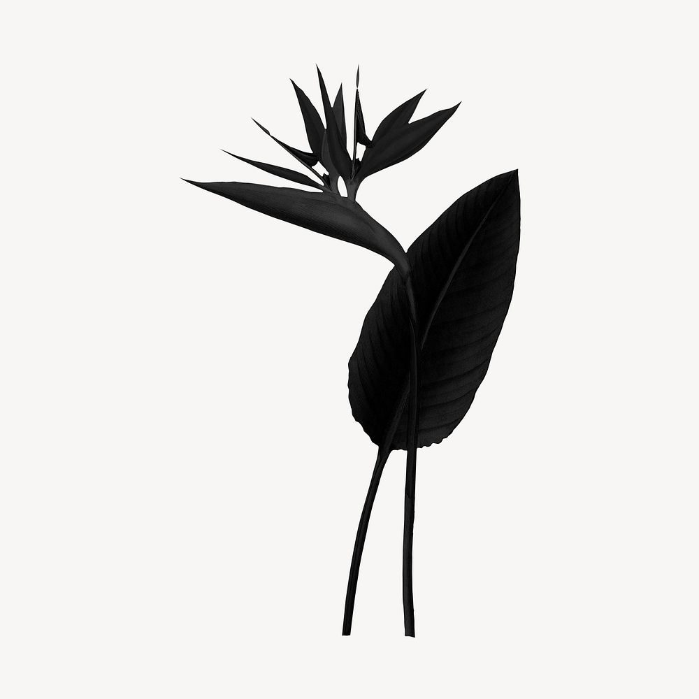 Black bird of paradise plant illustration