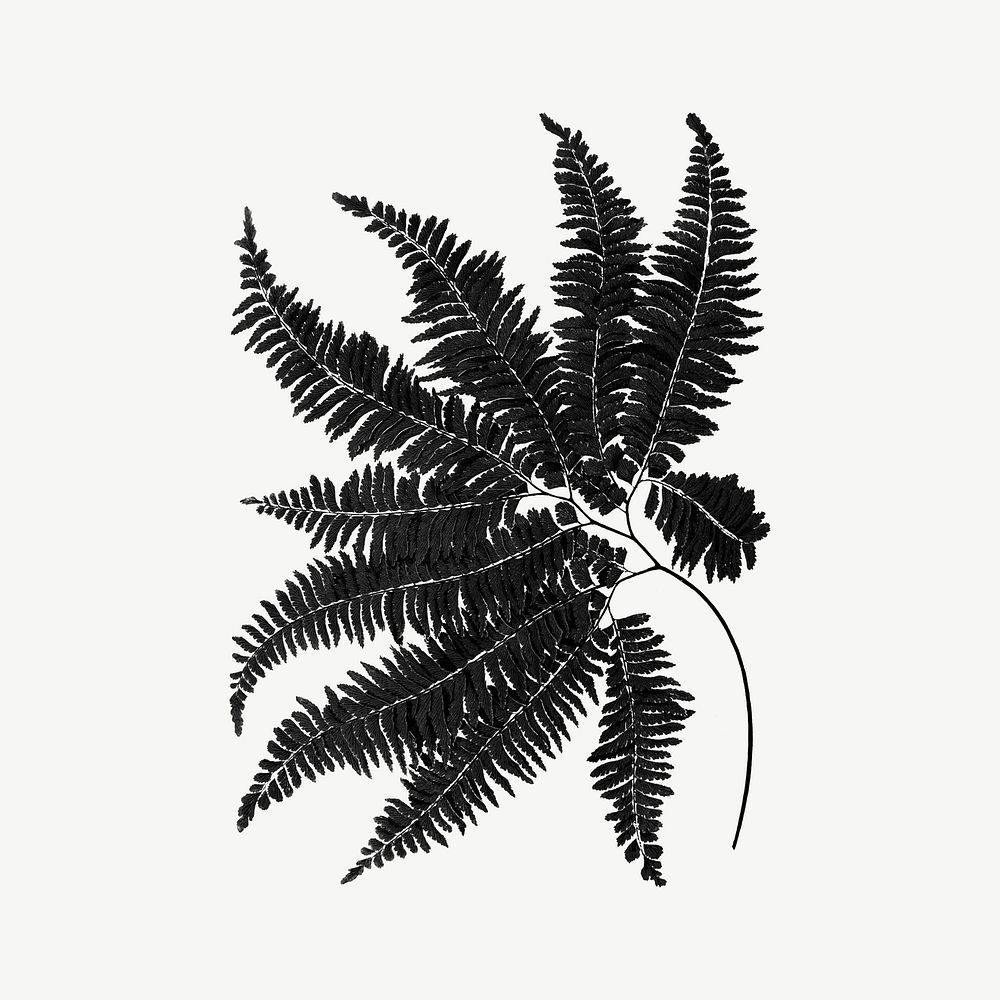 Black fern leaf, aesthetic botanical clipart psd