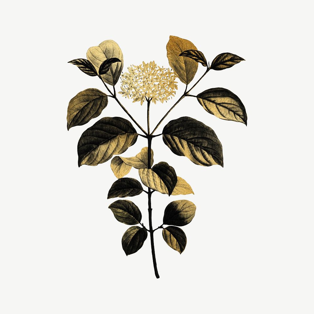 Aesthetic gold dogwood flower clipart psd