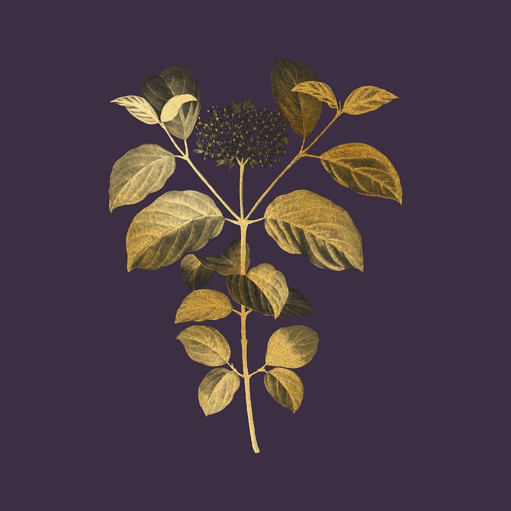 Aesthetic gold dogwood flower illustration