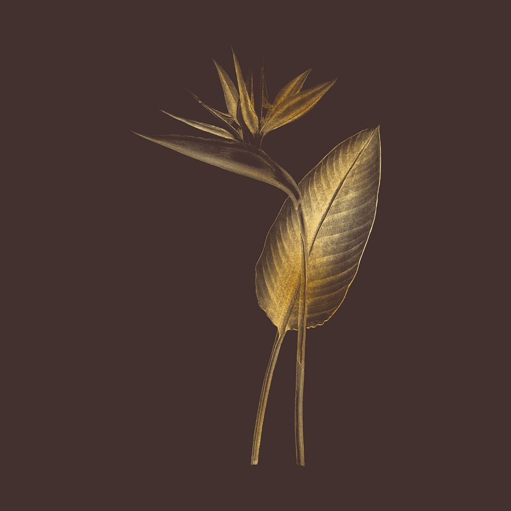 Aesthetic gold bird of paradise illustration