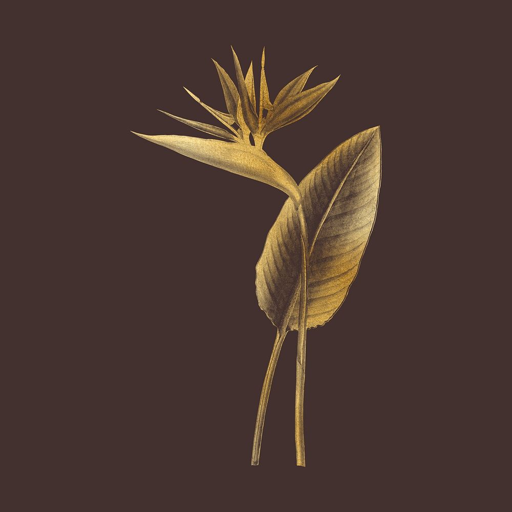 Gold bird of paradise illustration