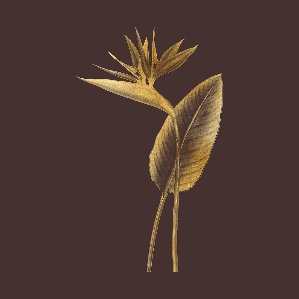 Aesthetic gold bird of paradise clipart psd