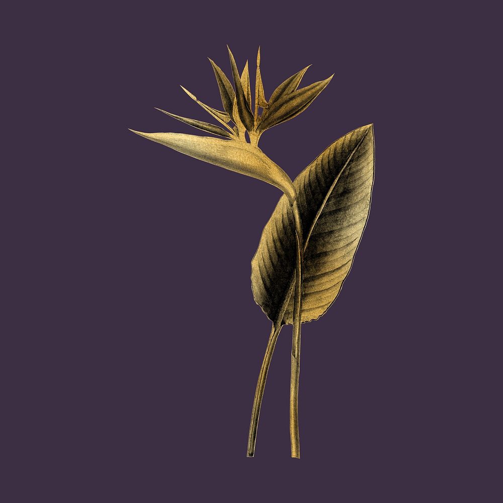 Aesthetic bird of paradise plant illustration