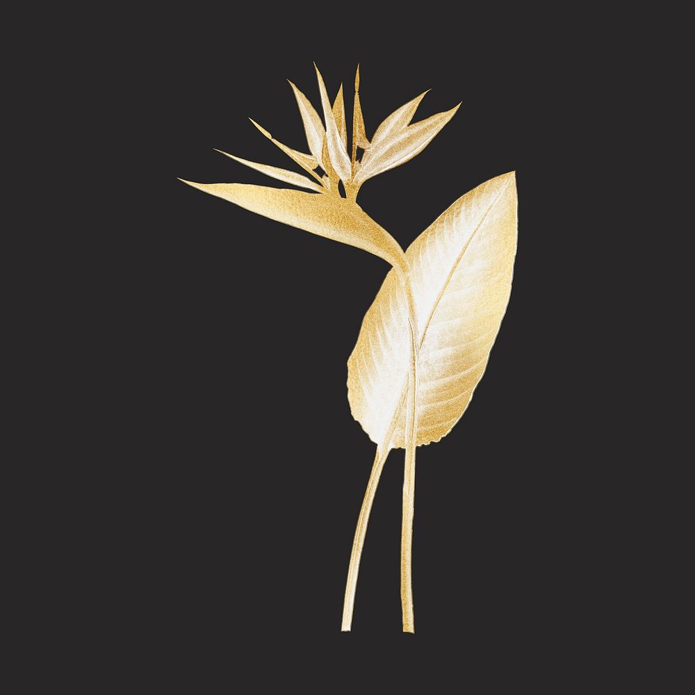 Bird of paradise, gold plant illustration