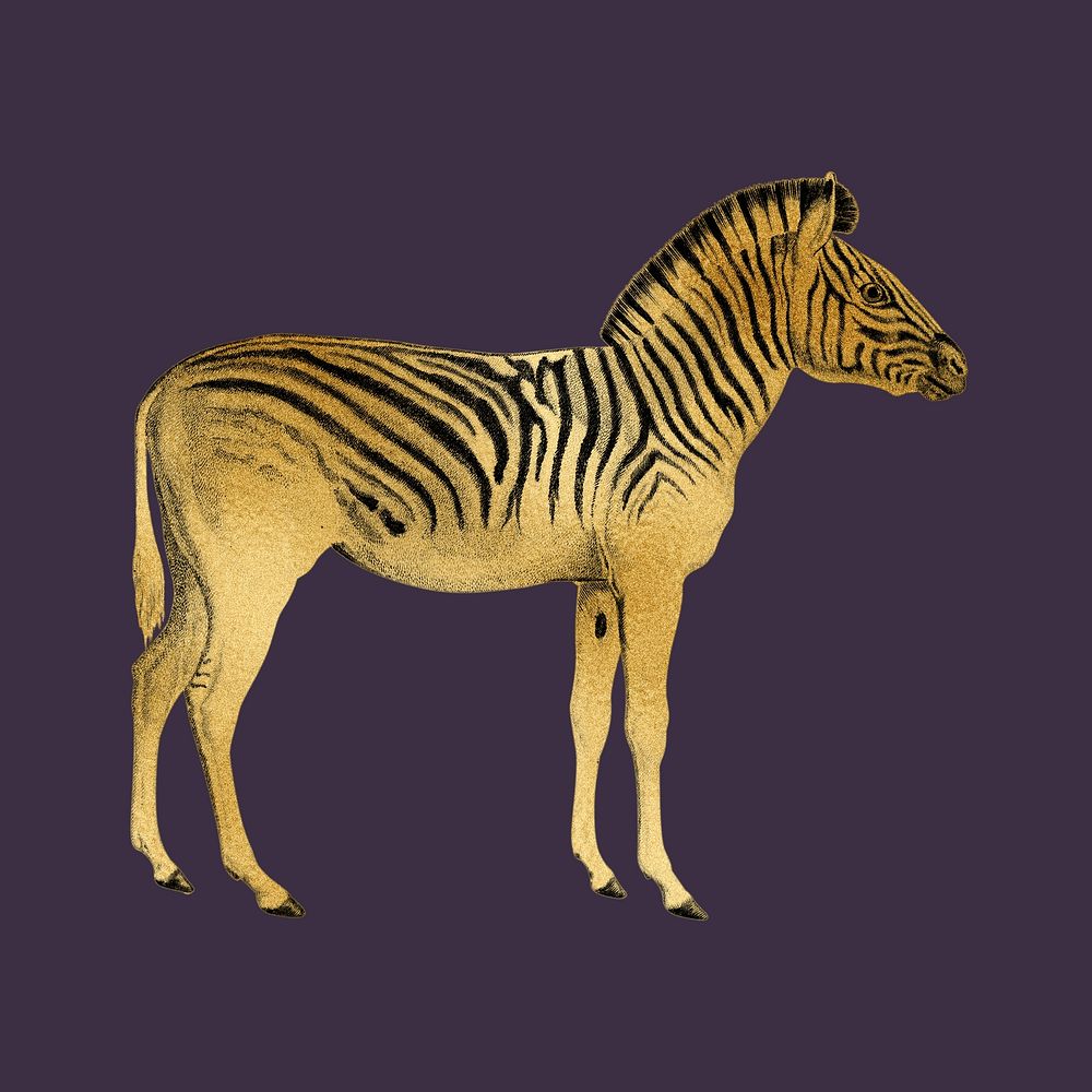Gold zebra, wild animal collage element 