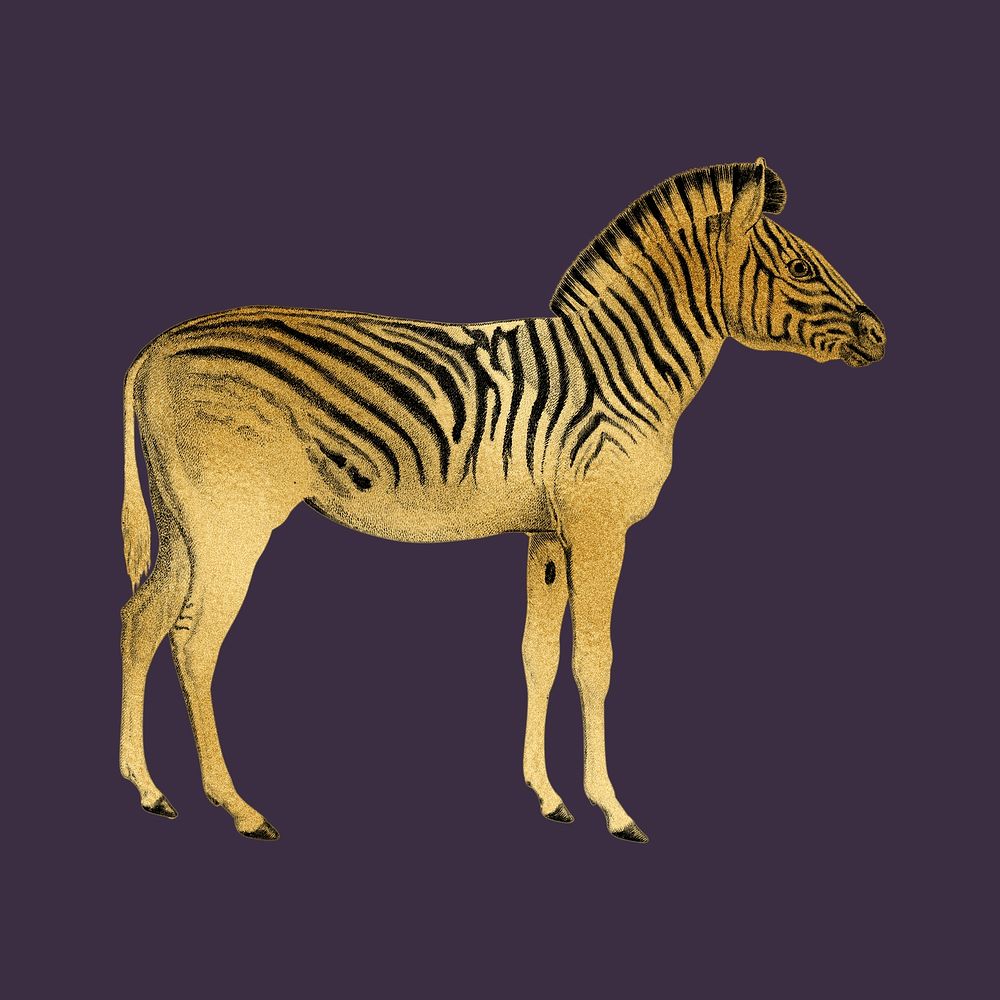 Gold zebra, wild animal collage element psd
