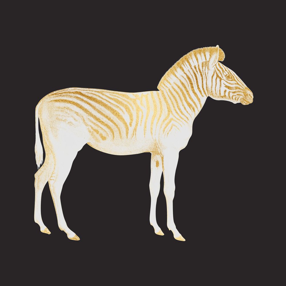 Gold zebra, wild animal collage element psd
