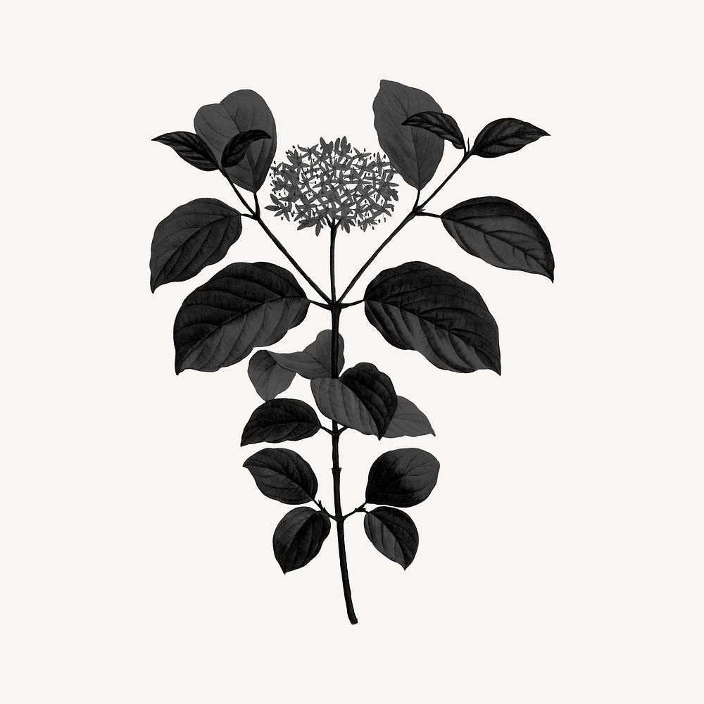 Aesthetic black dogwood flower illustration