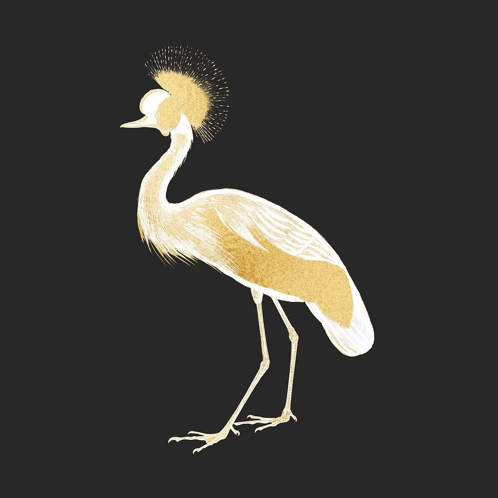 Gold crown crane, exotic bird collage element