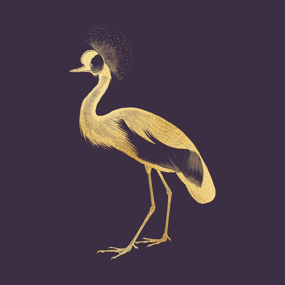Gold crown crane, exotic bird collage element 