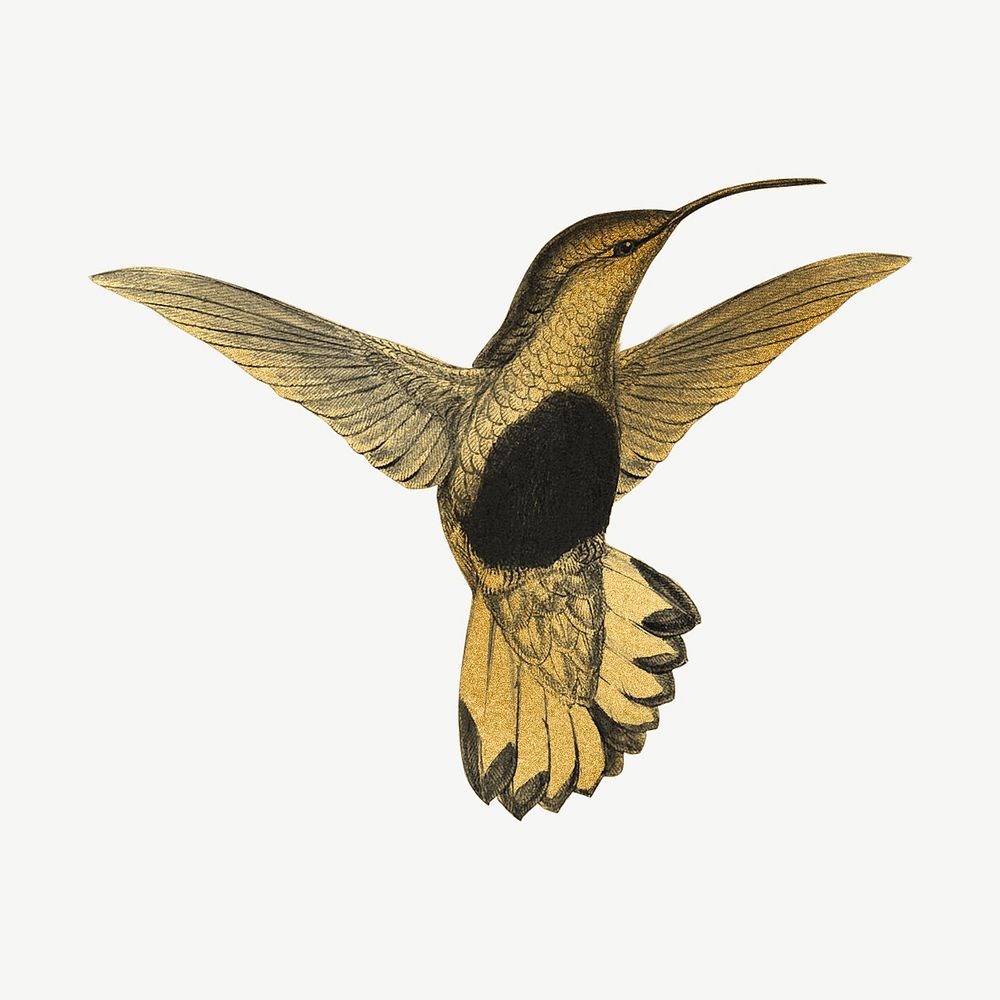 Gold hummingbird, wildlife collage element psd