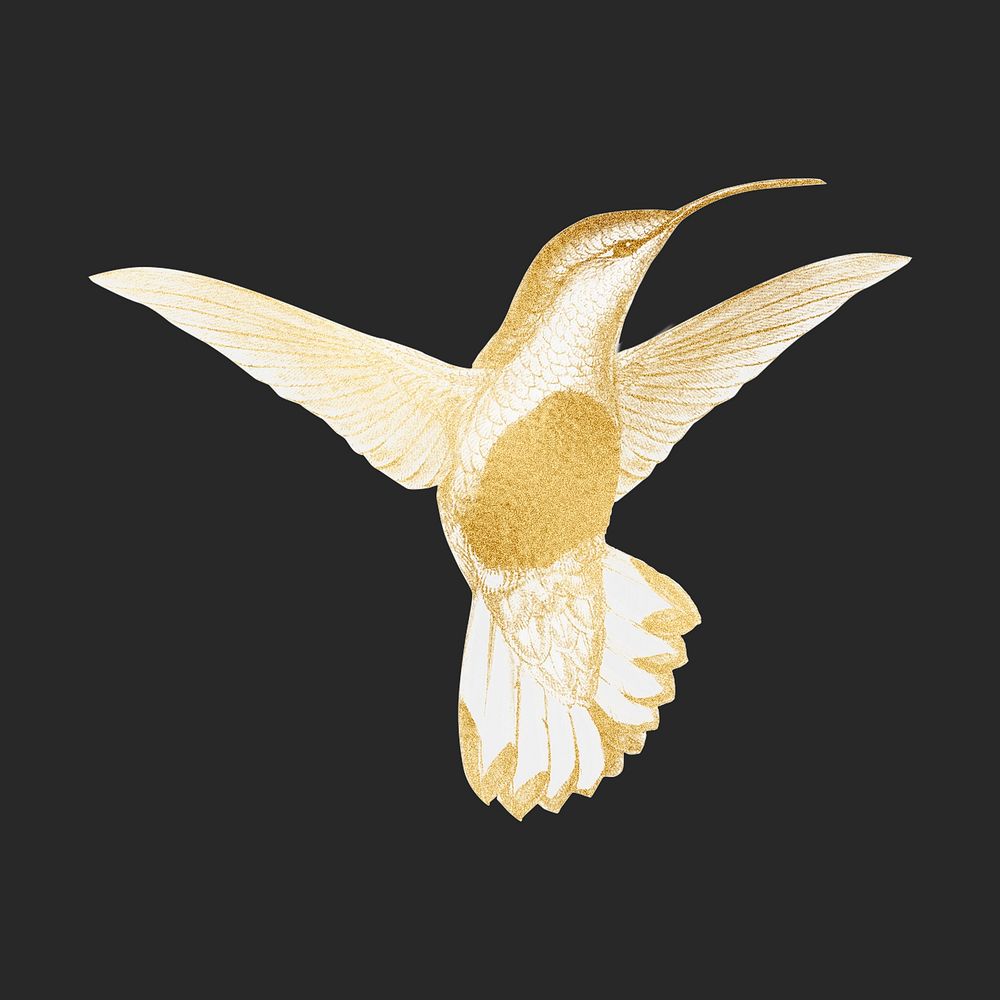 Gold hummingbird, wildlife collage element