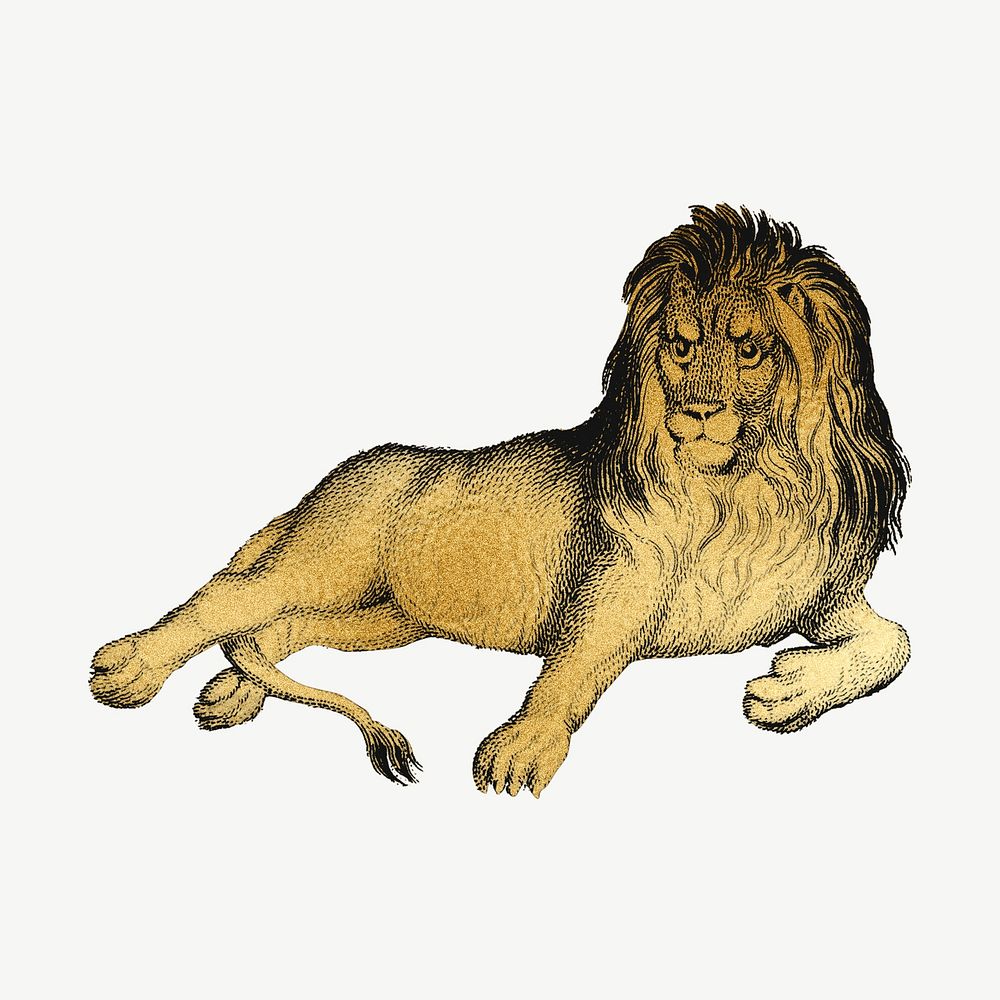 Golden lion, wildlife collage element psd