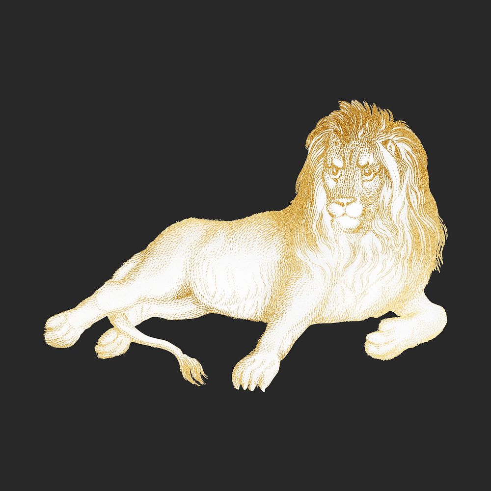 Golden lion, wildlife collage element psd