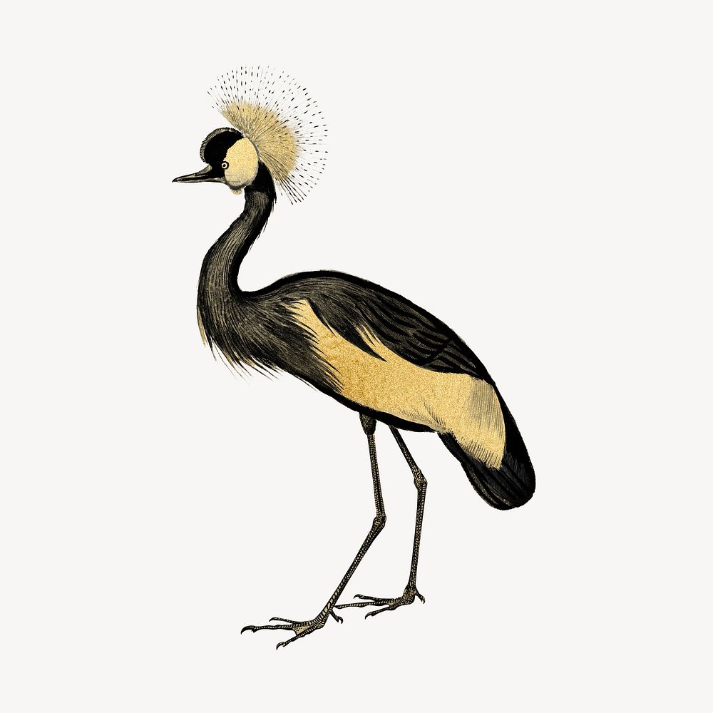 Gold crown crane, exotic bird collage element 