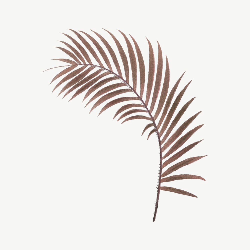 Palm leaf, vintage plant clipart psd