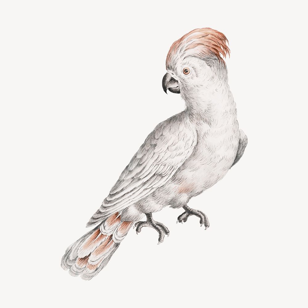 Vintage cockatoo bird, exotic animal collage element 