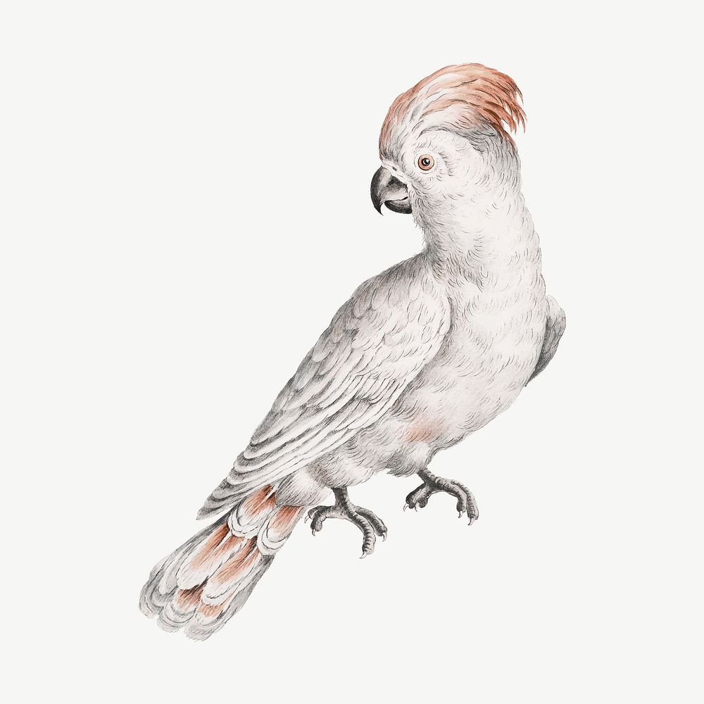 Vintage cockatoo bird, exotic animal collage element psd