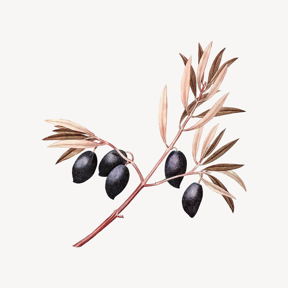 Vintage olive branch drawing