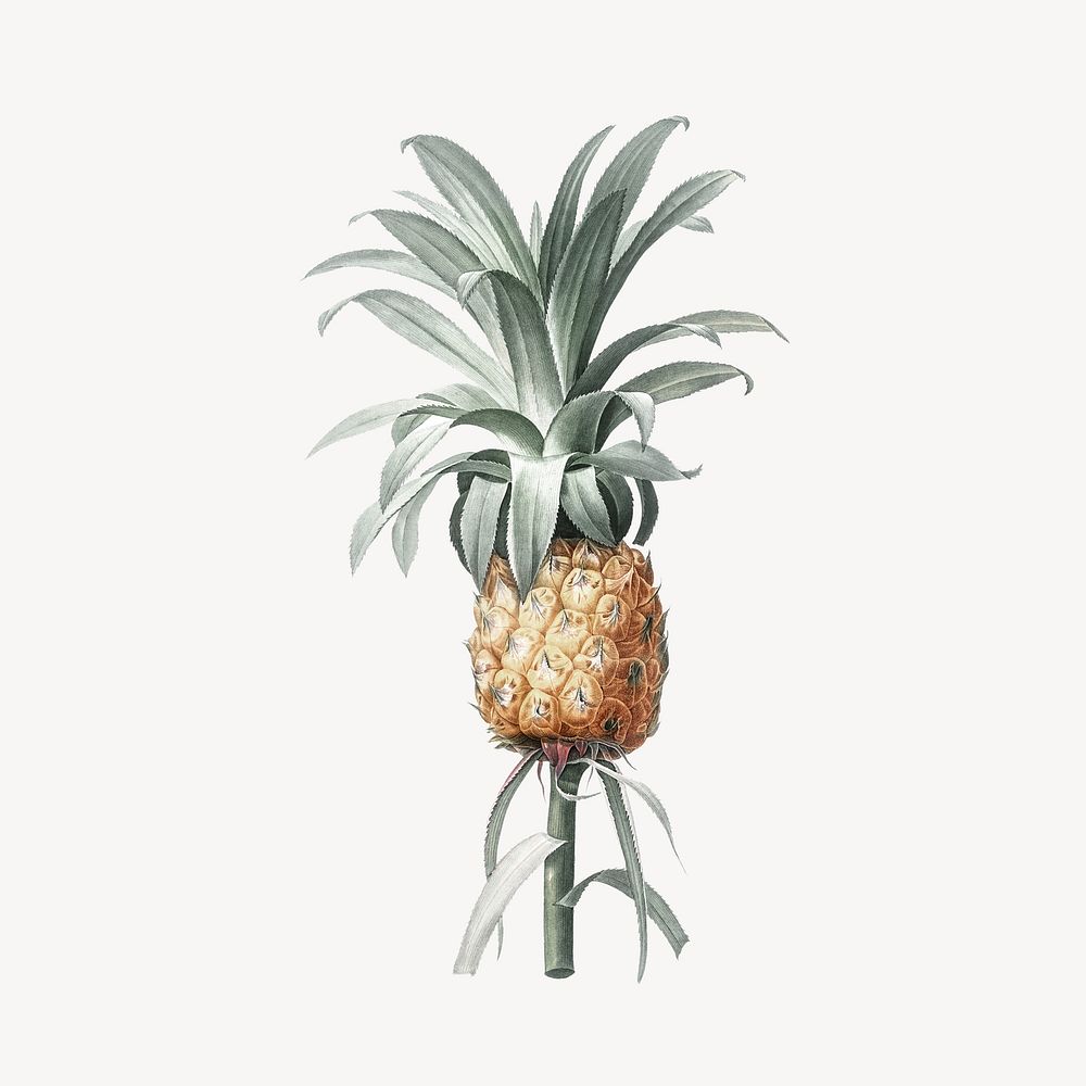 Vintage pineapple plant illustration