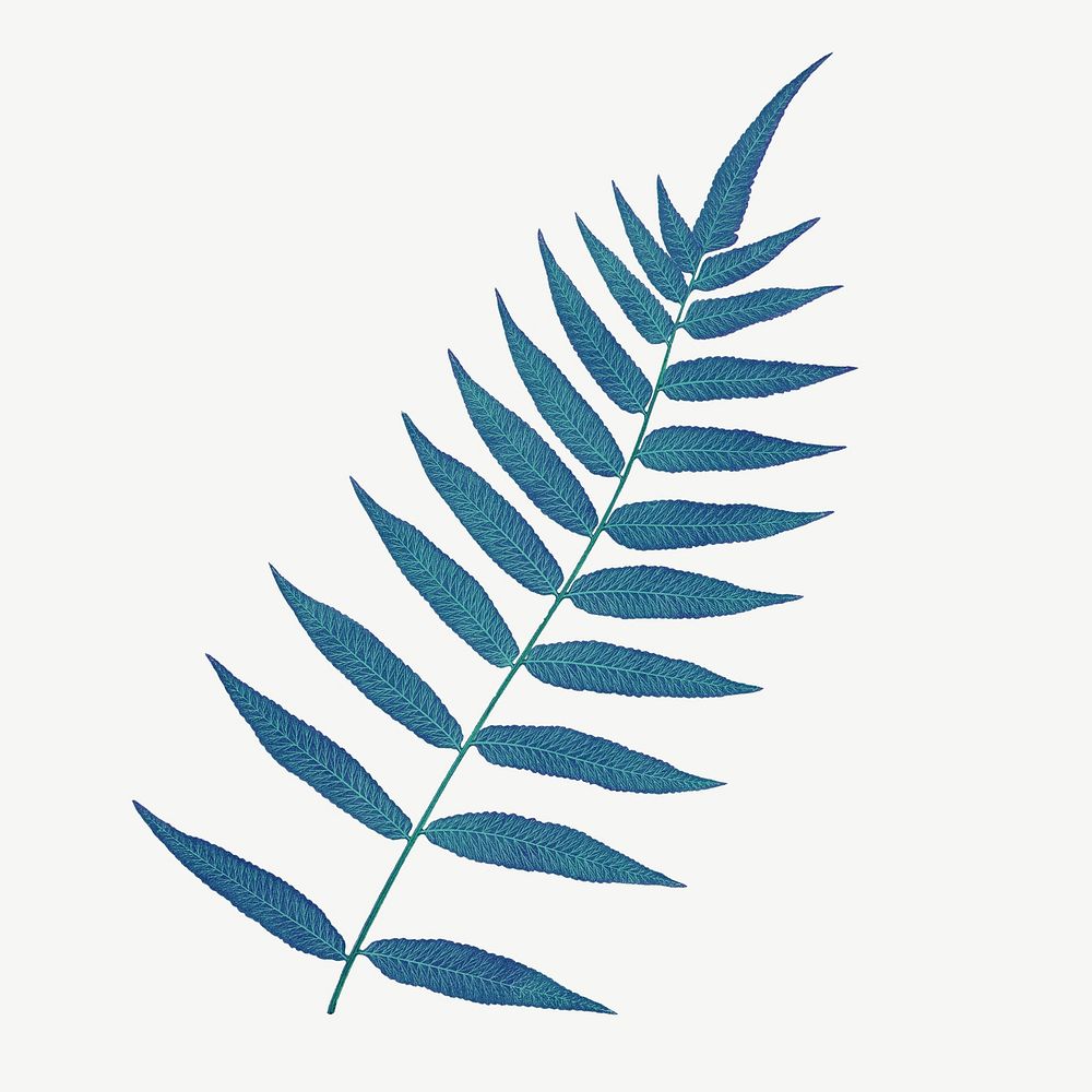 Blue fern leaf, polypodium fraxinifolium clipart psd