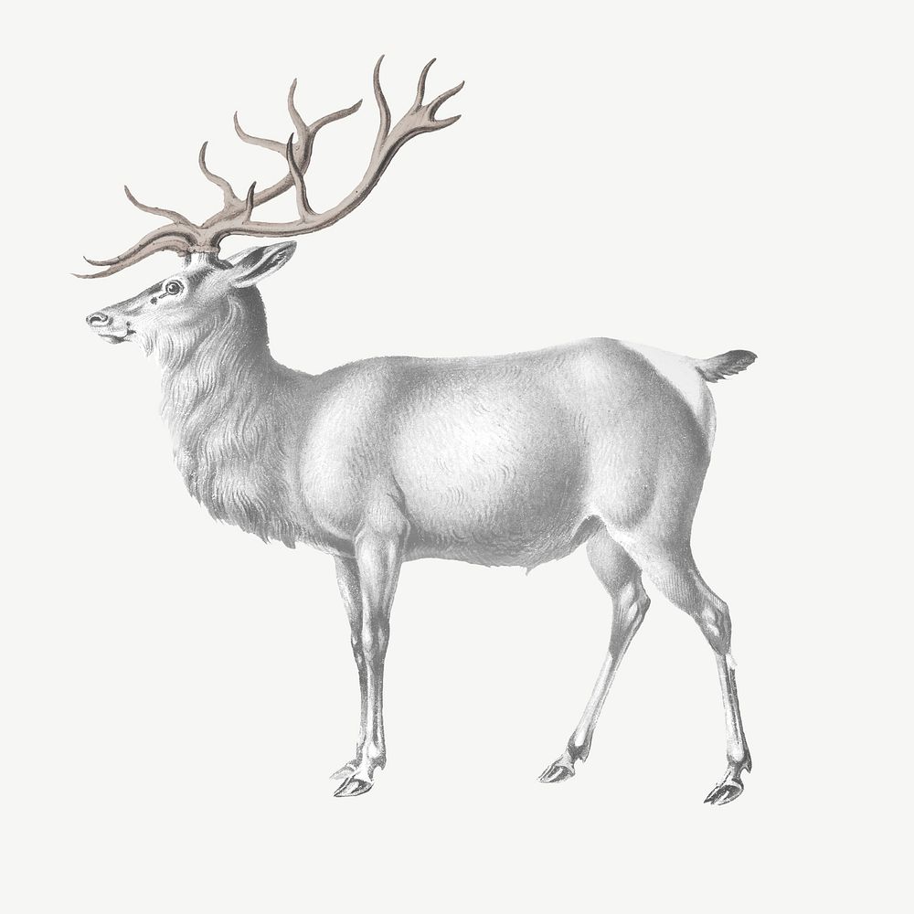 Vintage elk, wild animal collage element psd